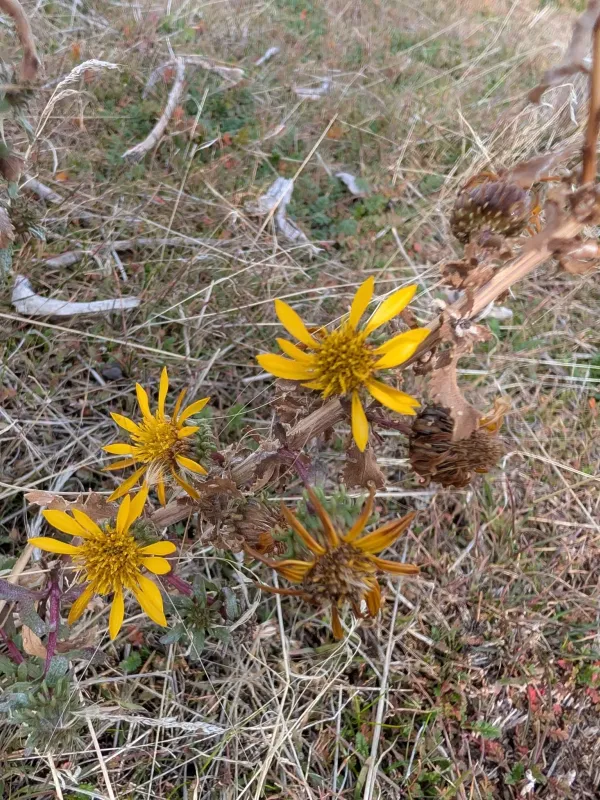 Curly-cup gumweed