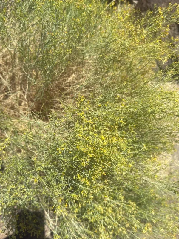 Gutierrezia microcephala