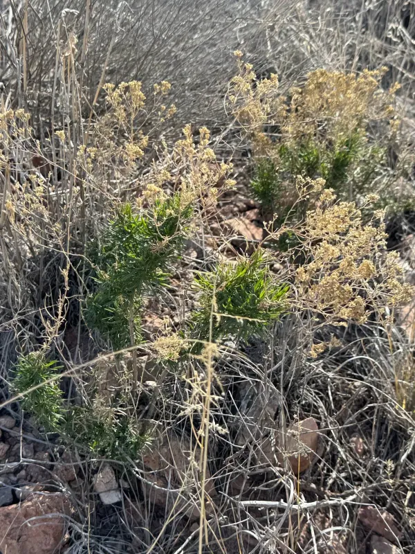 Gutierrezia sarothrae