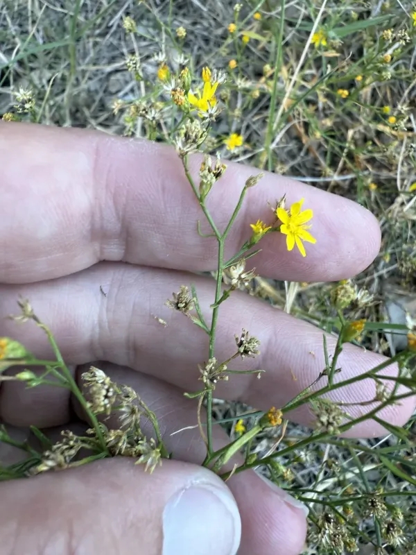 Gutierrezia texana