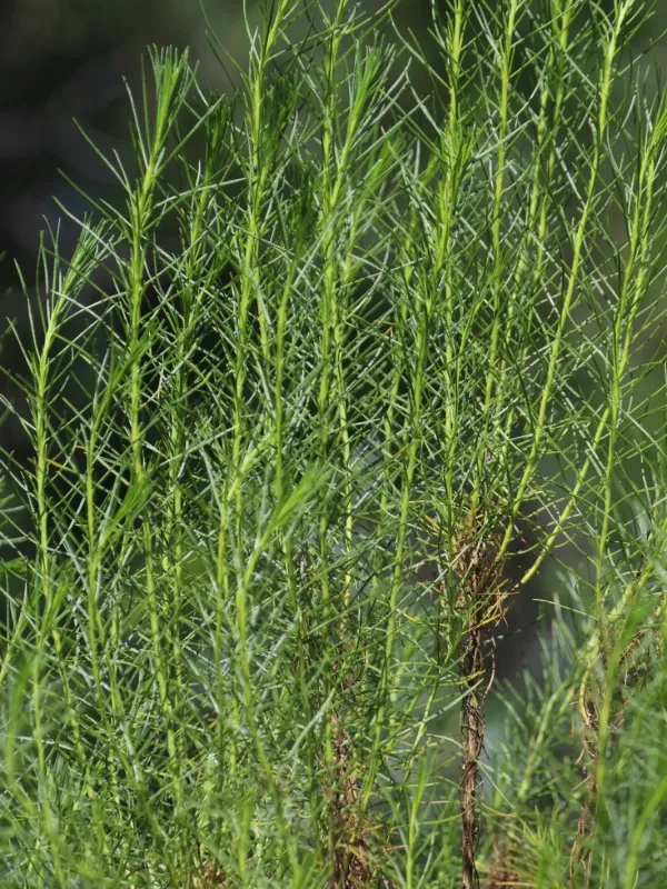 Ericameria arborescens