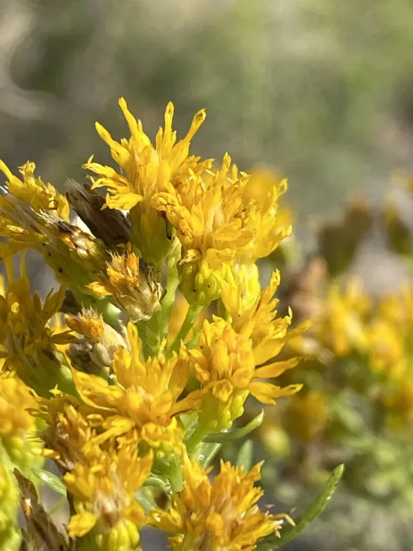 Isocoma pluriflora