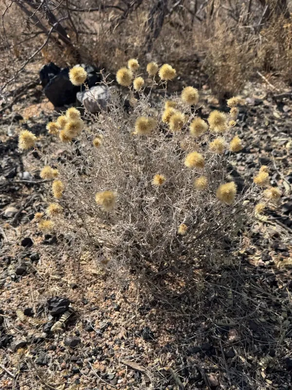 Isocoma tenuisecta