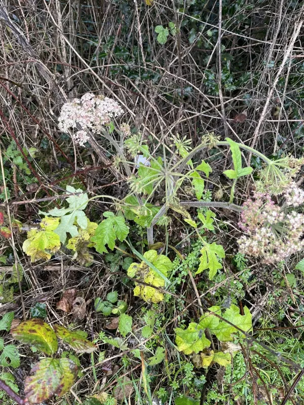 Common hogweed