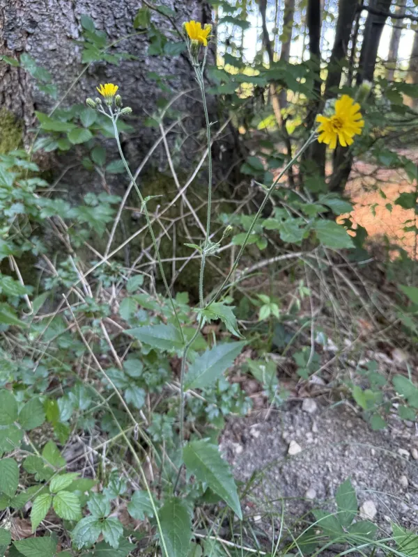 Lachenal's hawkweed
