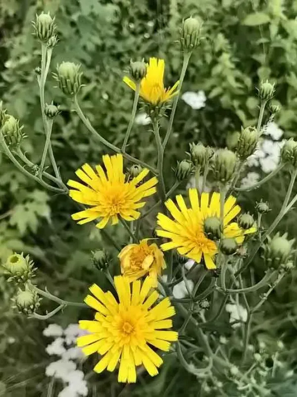 Hawkweed