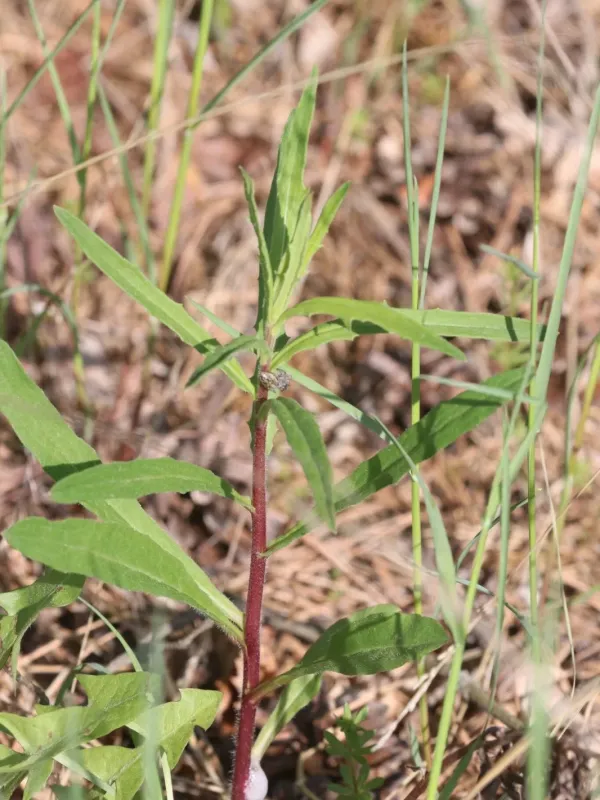 Narrowleaf hawkweed
