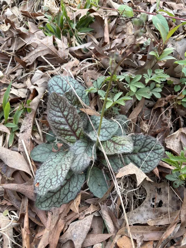 Rattlesnake hawkweed