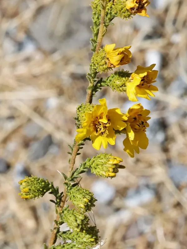 Holocarpha virgata