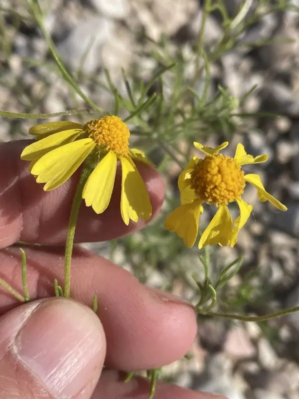 Bitterweed