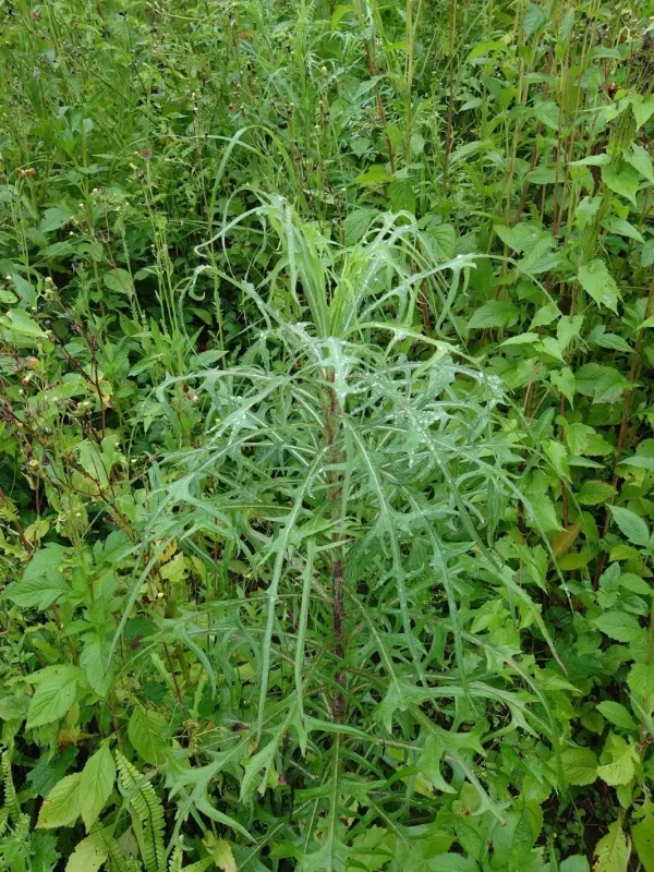 Indian lettuce
