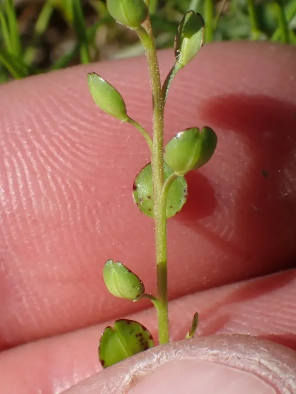 Shining pepperweed