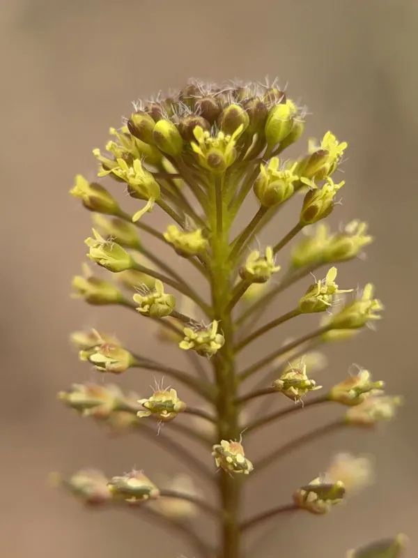 Perfoliate pepperweed