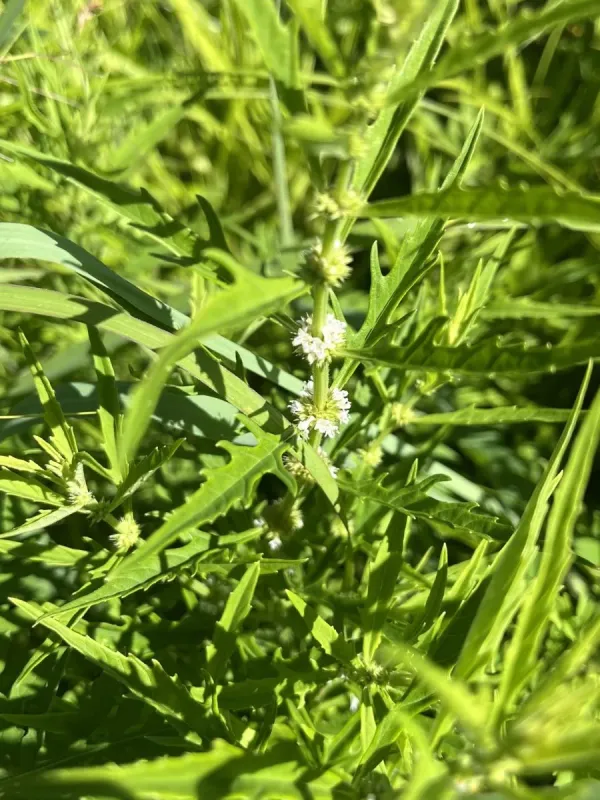 American water horehound