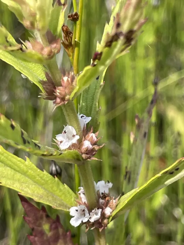 Rough bugleweed