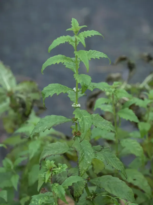 Gypsywort