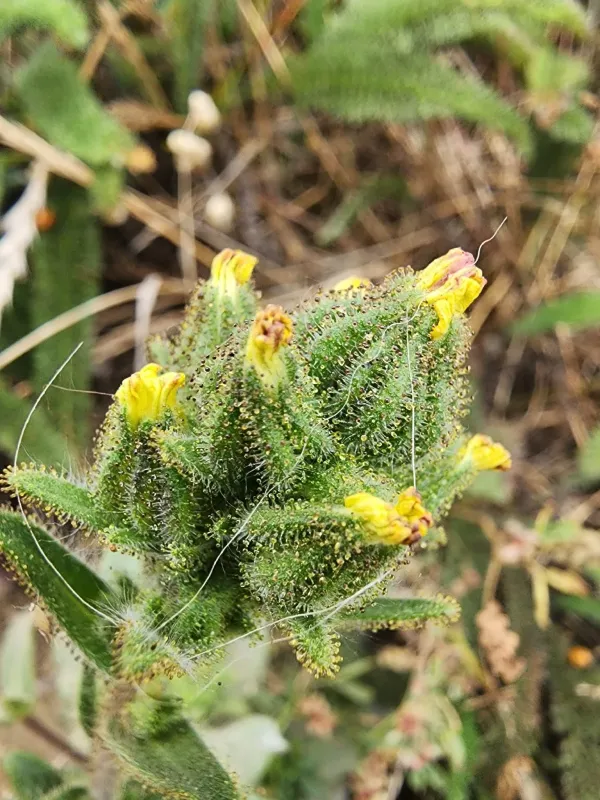 Chile tarweed