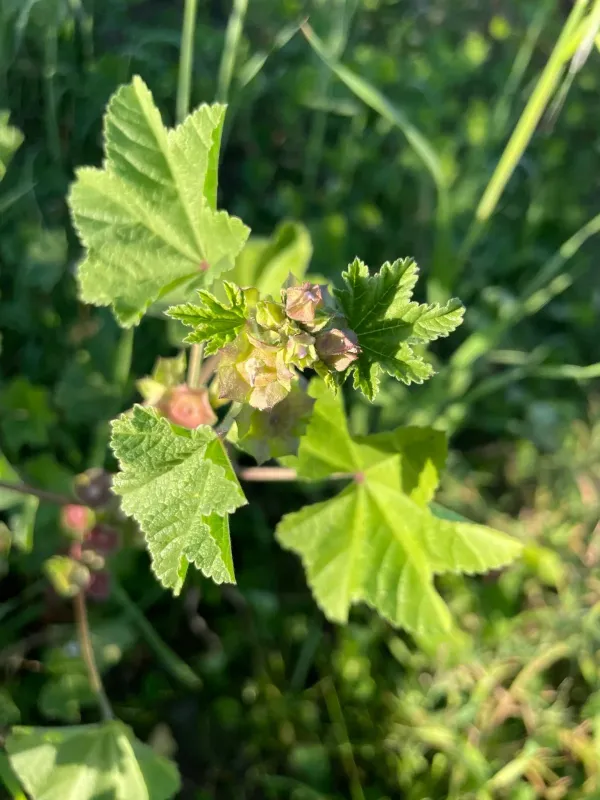 Cheeseweed mallow