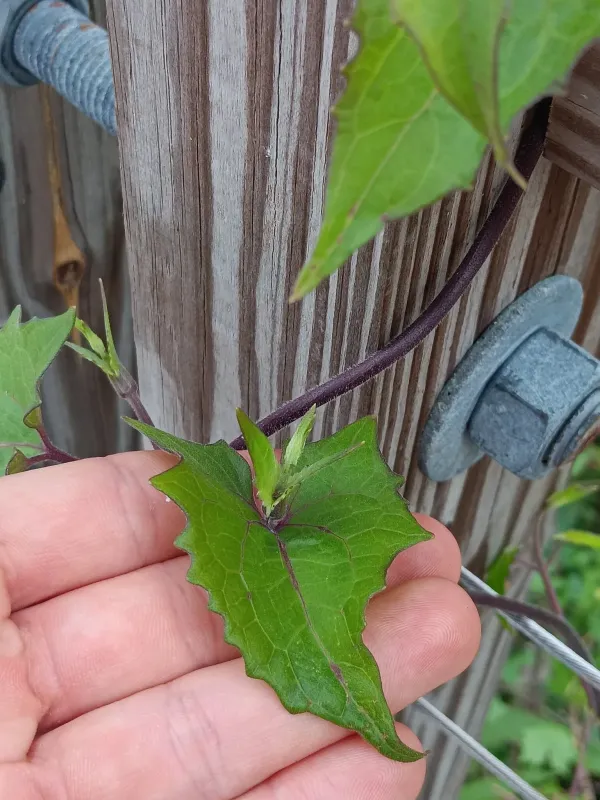 Climbing hempvine
