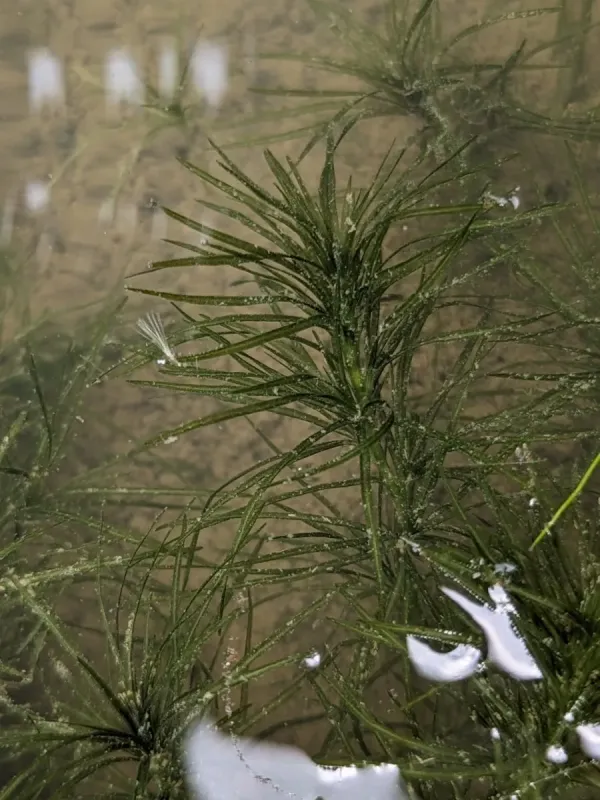 Najas graminea