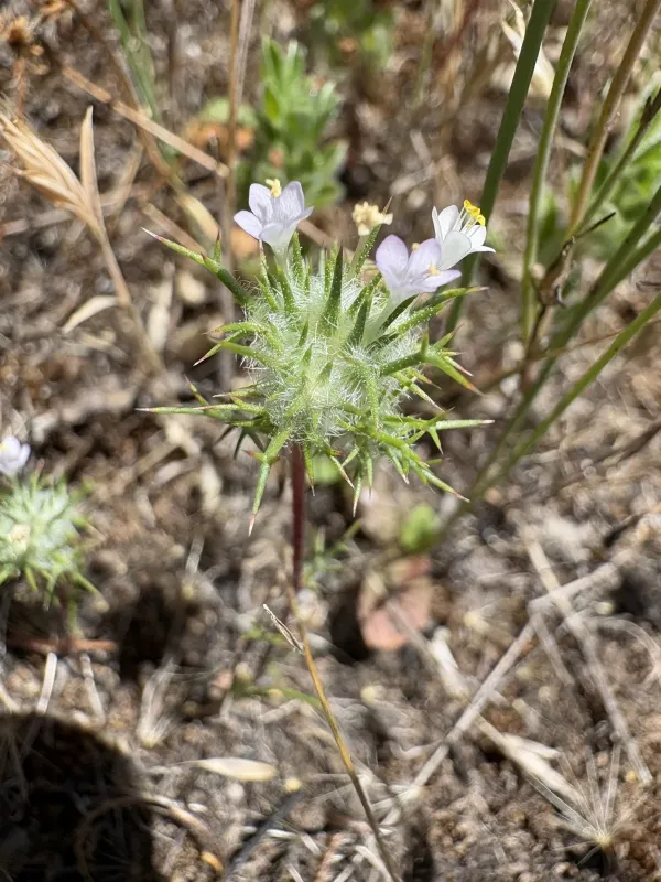 Needle-leaf navarretia