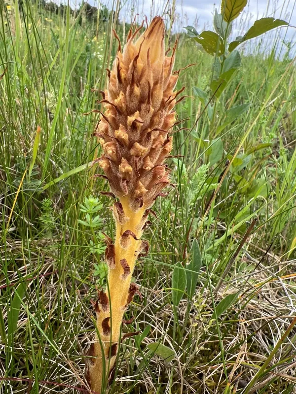 Orobanche elatior