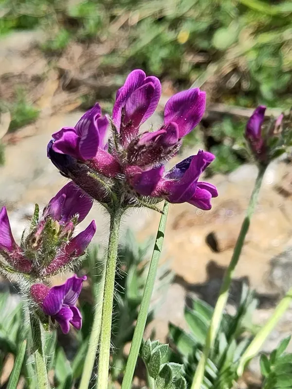 Purple milk vetch