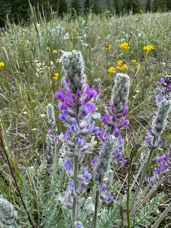 Purple Locoweed