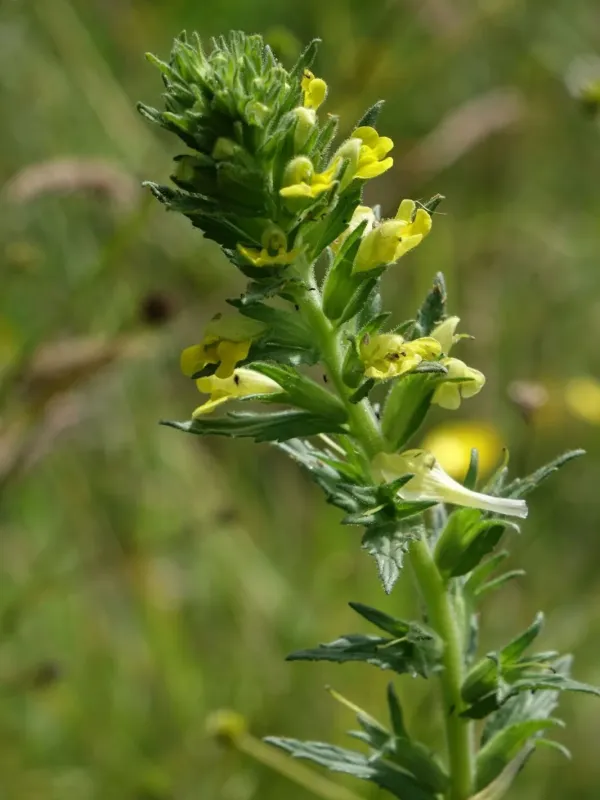 Parentucellia viscosa
