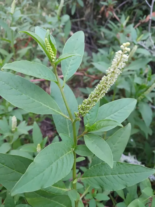 Pokeweed (Phytolacca octandra)