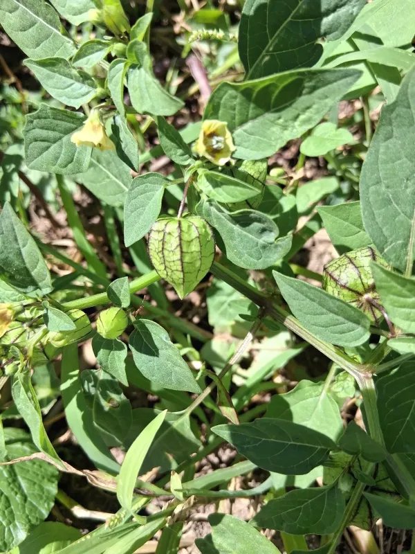 Cutleaf groundcherry