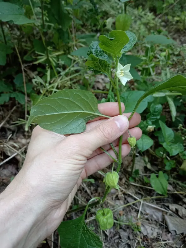 Bladder cherry