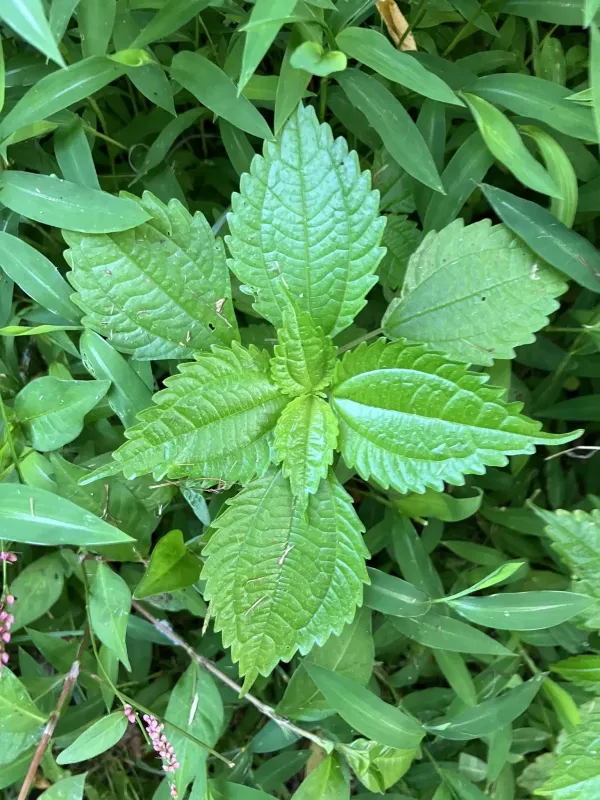 Clearweed