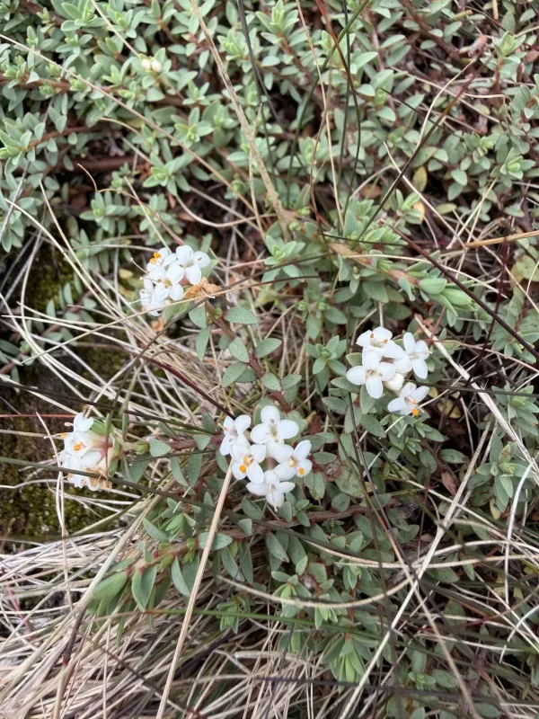 Pimelea prostrata