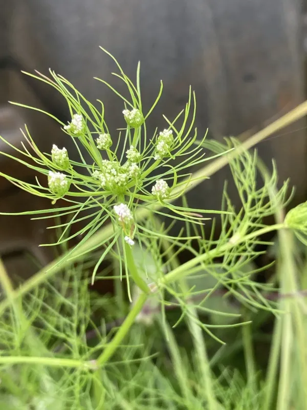 Ptilimnium capillaceum