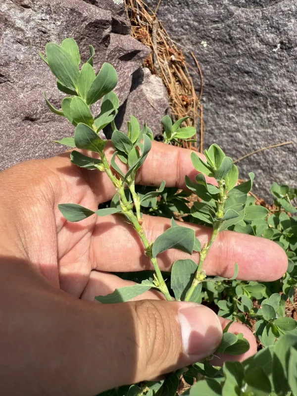 Prostrate knotweed