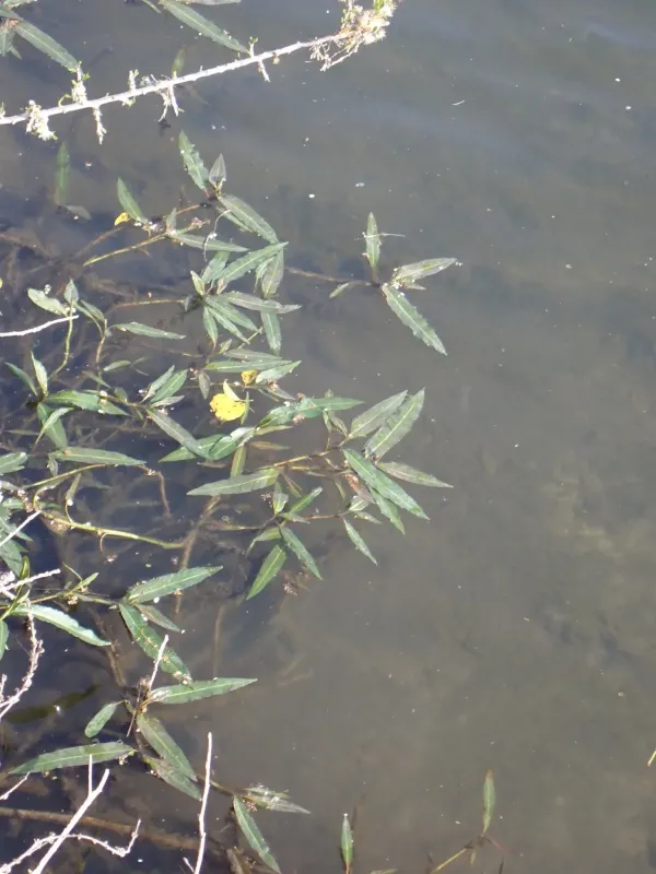 Amphibious bistort