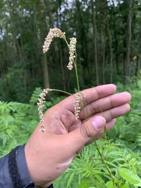 Carey's smartweed