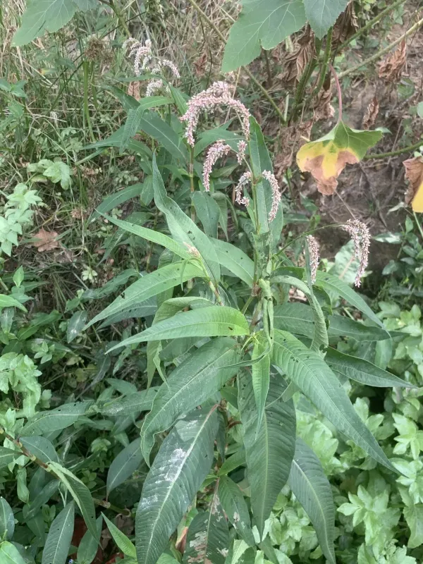 Pale persicaria