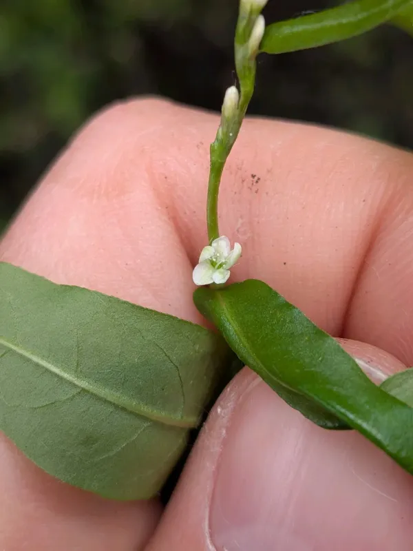 Small knotweed