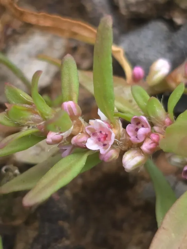 Small knotweed