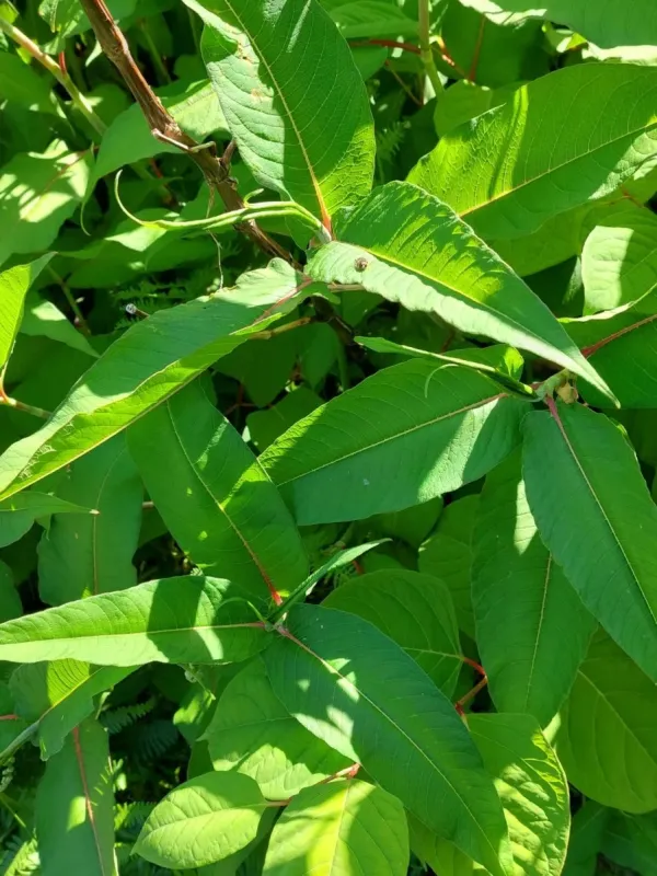 Himalayan knotweed