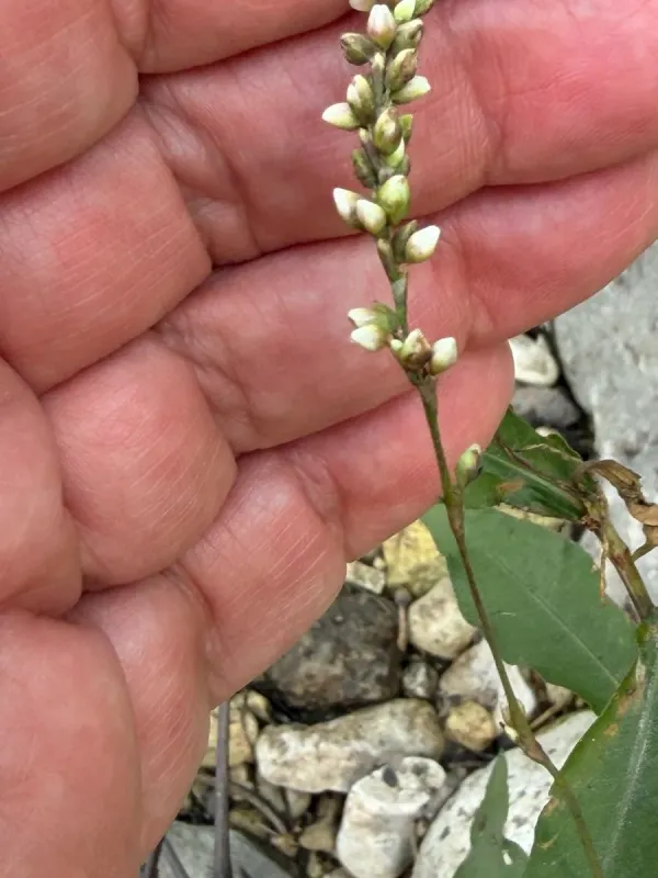 Dotted smartweed