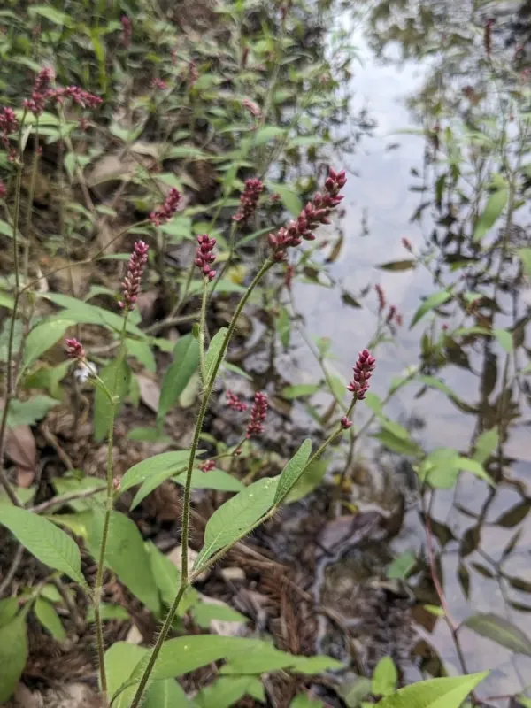 Persicaria viscosa