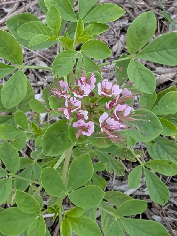 Clammyweed