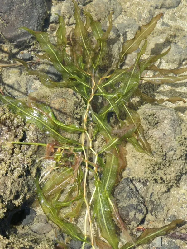 Schweinfurth's pondweed