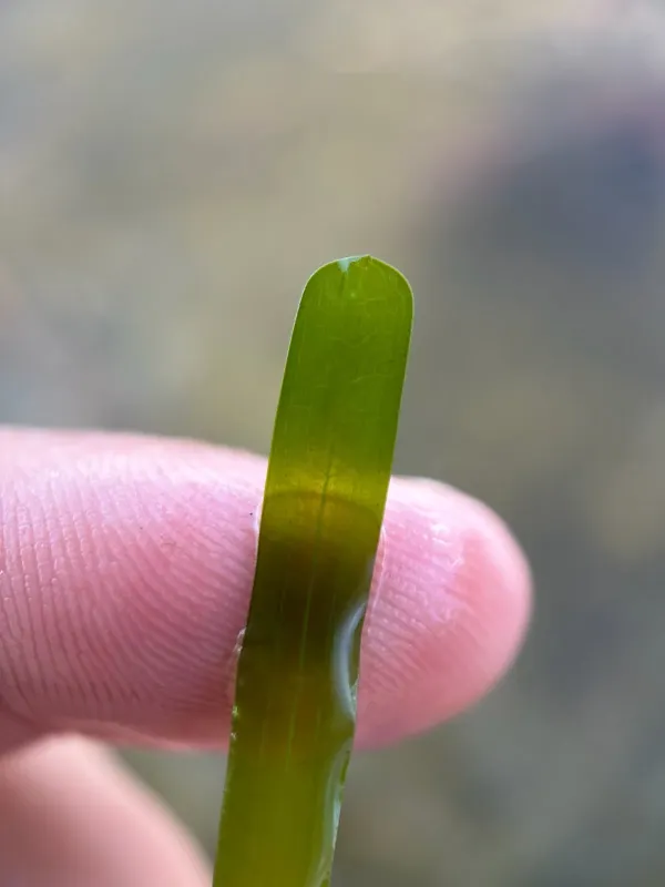 Flatstem pondweed