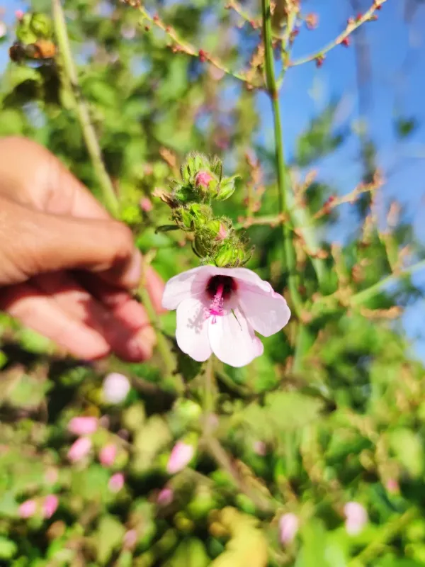 Pavonia urens