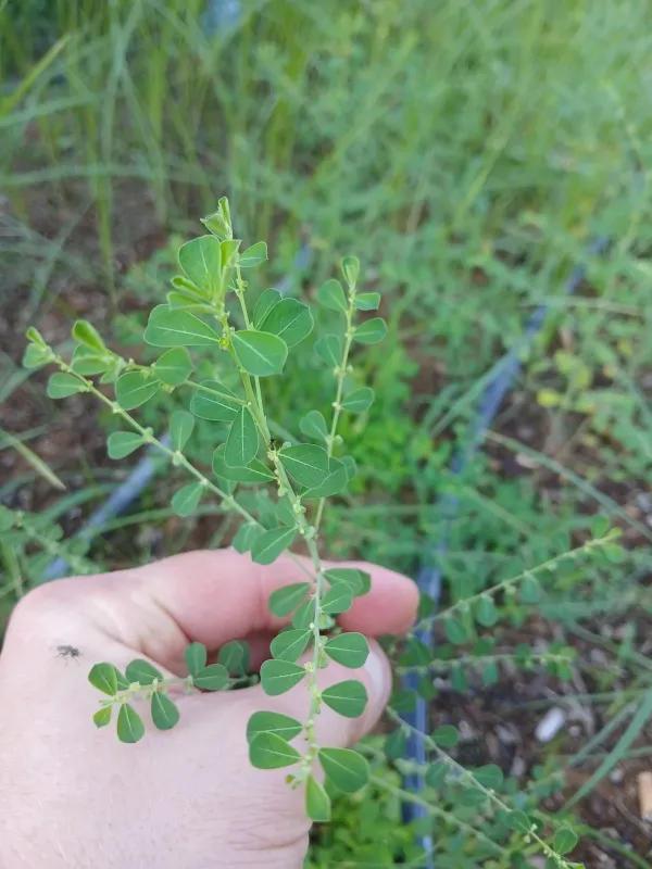 Phyllanthus maderaspatensis