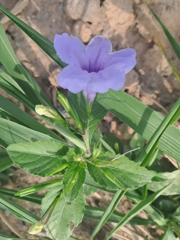 Ruellia tuberosa